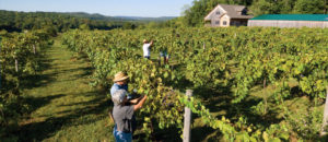 Agriculture and Wineries in Somerset, KY